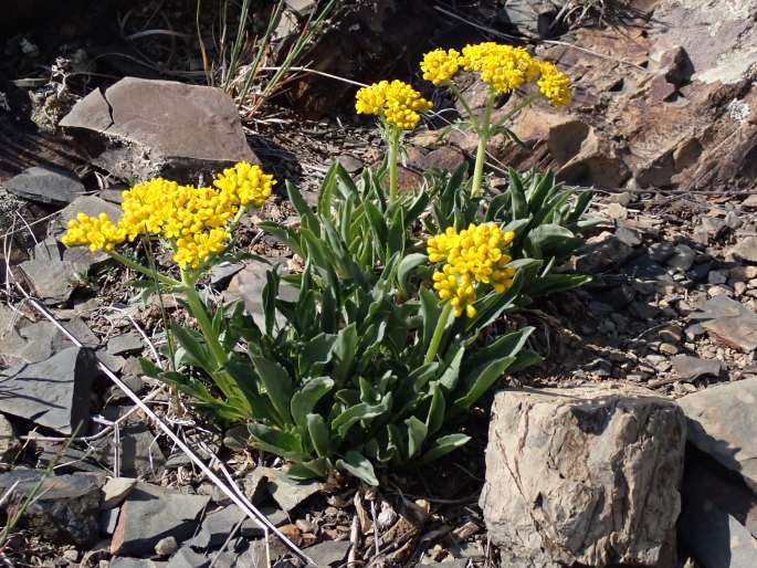 Patrinia sibirica