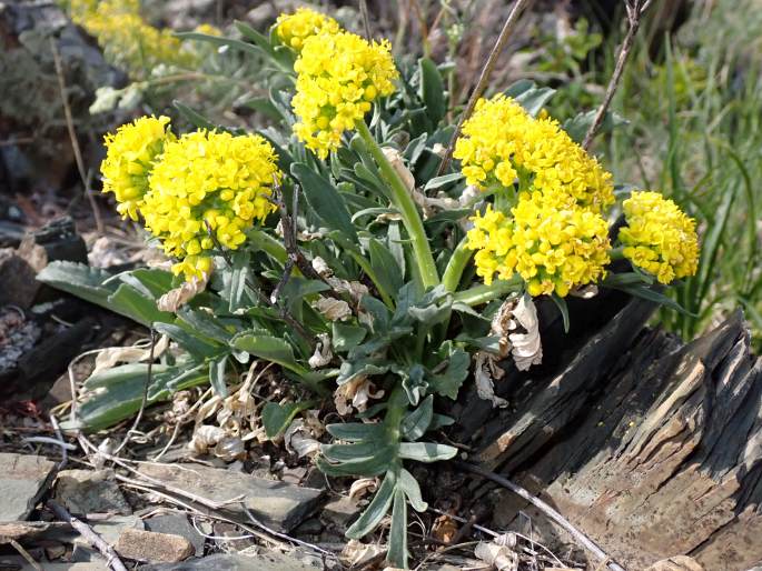 Patrinia sibirica