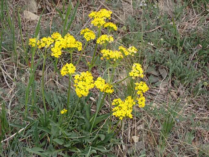 Patrinia sibirica