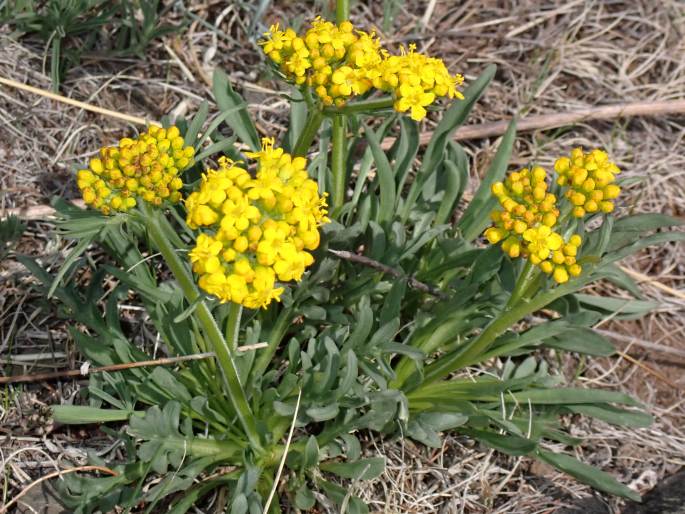 Patrinia sibirica