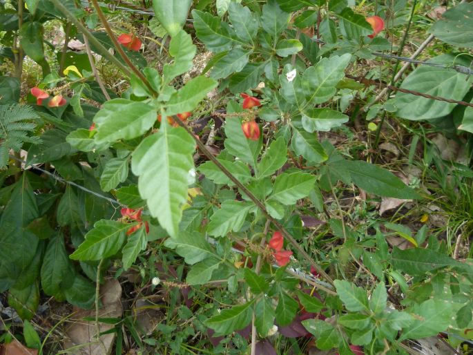 Paullinia fuscescens