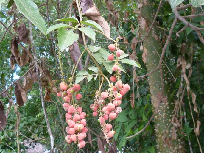 Paullinia tomentosa