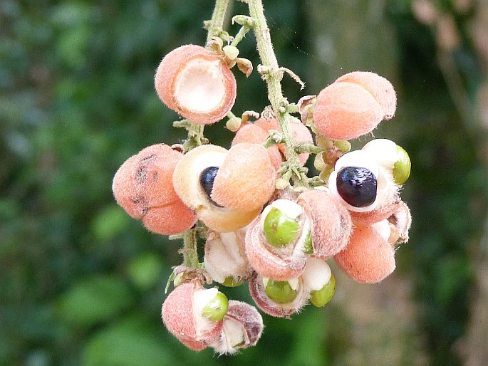 Paullinia tomentosa