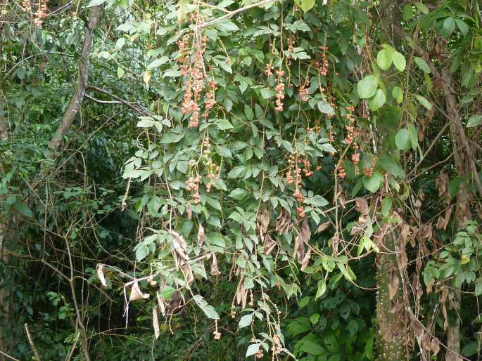 Paullinia tomentosa