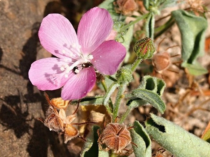 Pavonia arabica