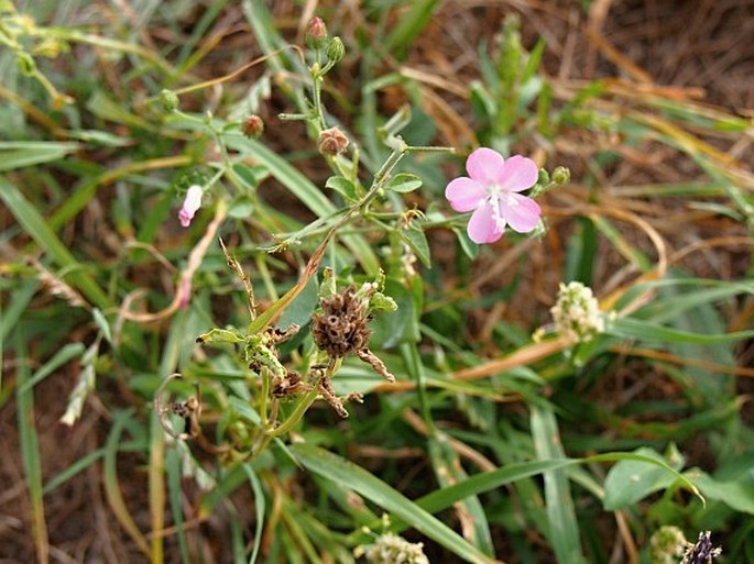 Pavonia arabica