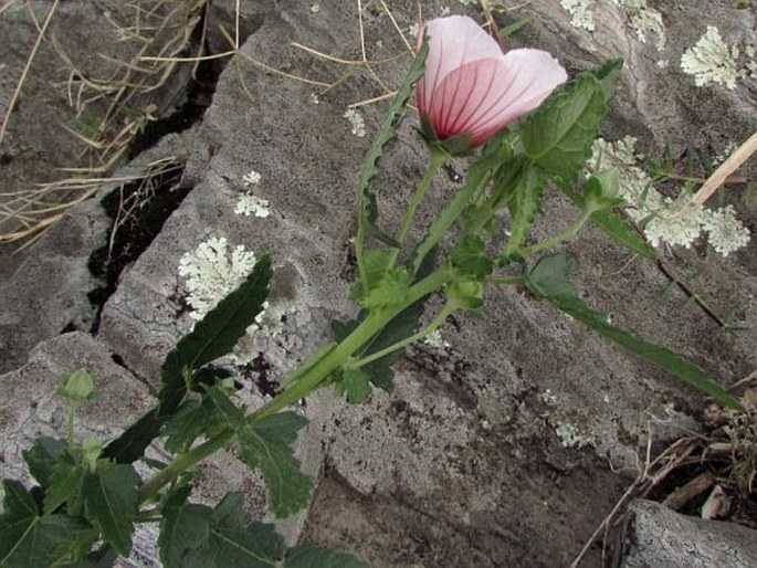 Pavonia cryptica