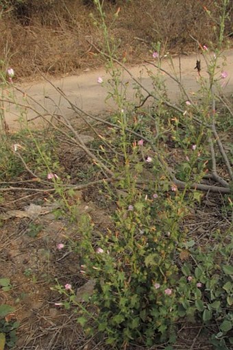 Pavonia odorata