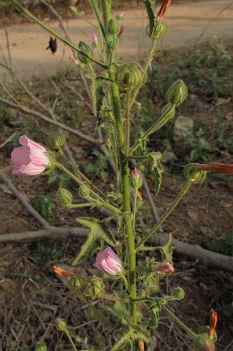 Pavonia odorata