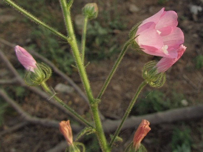 Pavonia odorata