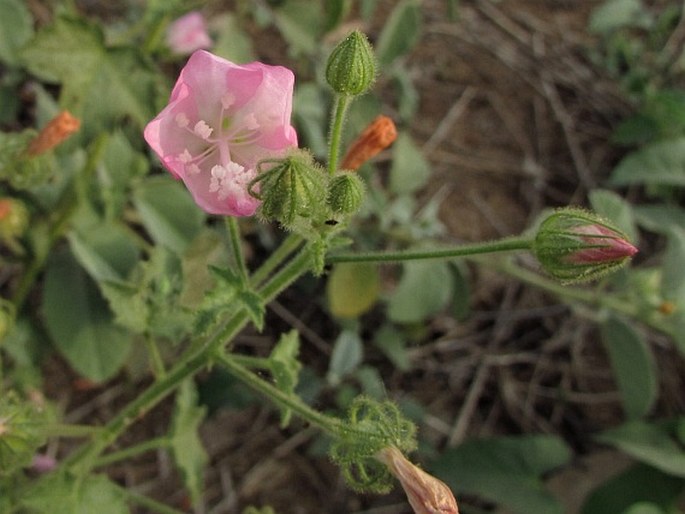 PAVONIA ODORATA Willd.