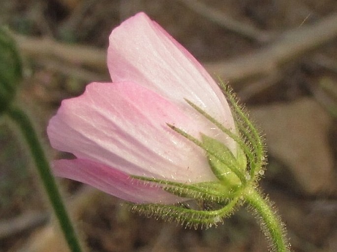 Pavonia odorata