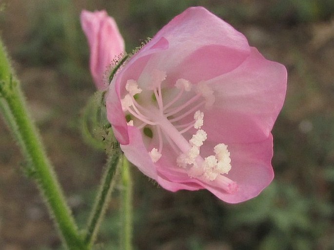 Pavonia odorata