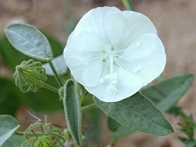 PAVONIA SCHWEINFURTHII Ulbr.