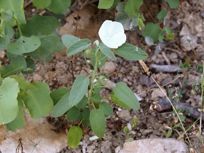 Pavonia schweinfurthii