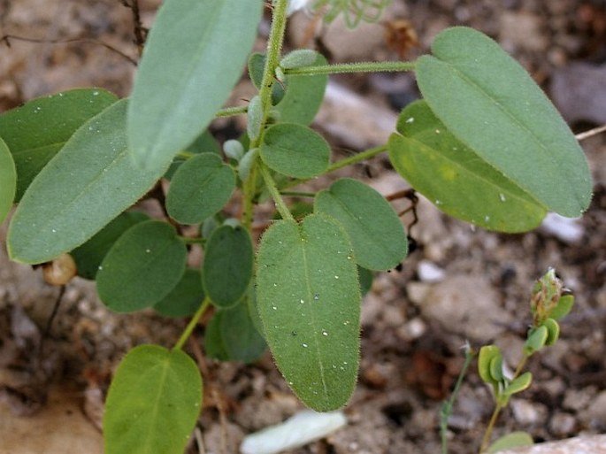 Pavonia schweinfurthii