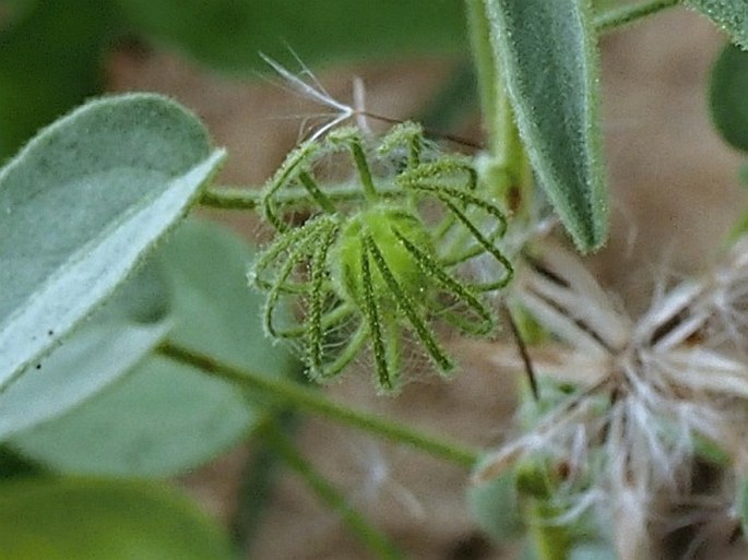 Pavonia schweinfurthii