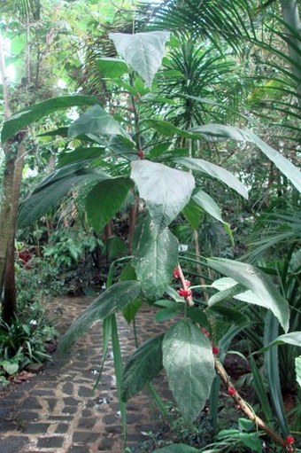 Pavonia strictiflora