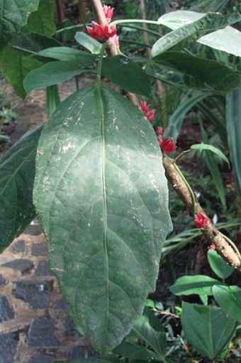 Pavonia strictiflora