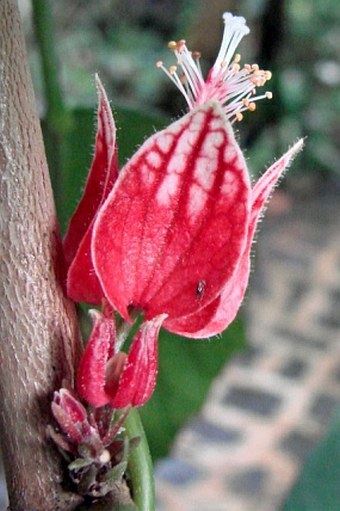 Pavonia strictiflora