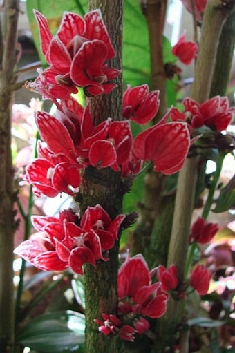 Pavonia strictiflora