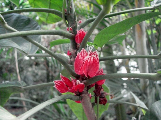 PAVONIA STRICTIFLORA (Hook.) Fryxell