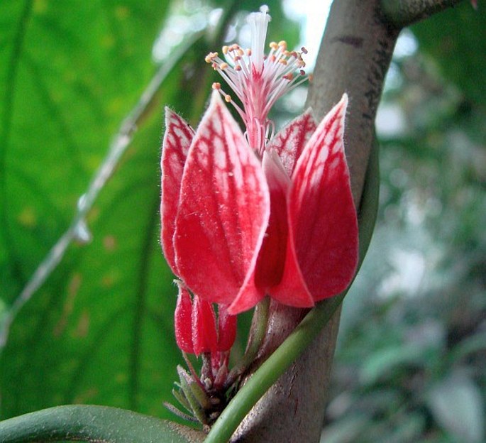 Pavonia strictiflora