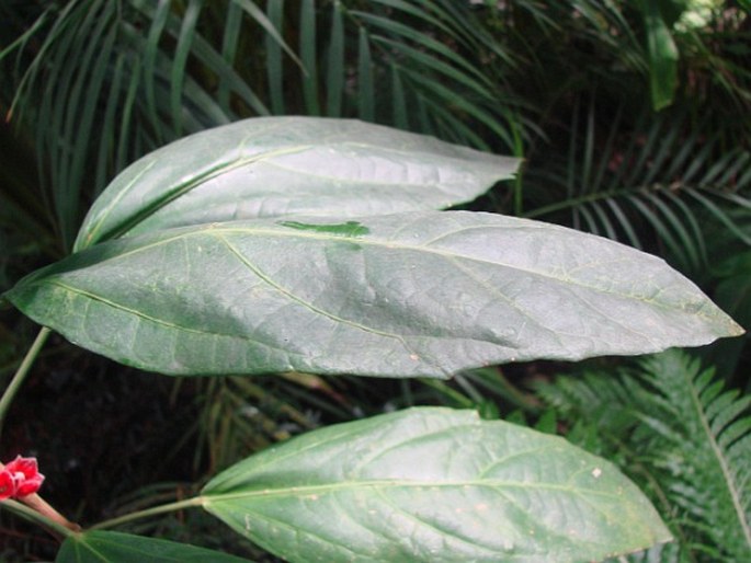 Pavonia strictiflora