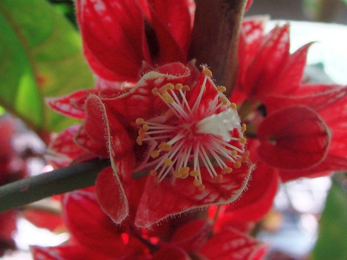 Pavonia strictiflora