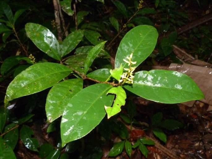 Paypayrola grandiflora