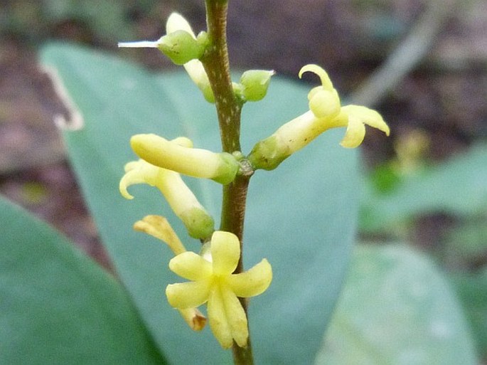 Paypayrola grandiflora