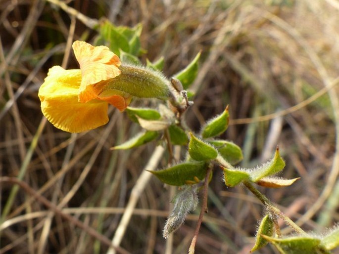 Pearsonia uniflora