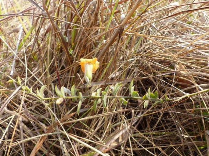 Pearsonia uniflora