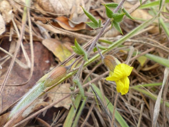 PEARSONIA UNIFLORA (Kensit) Polhill