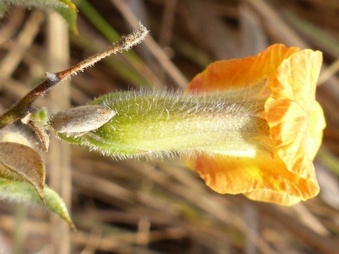 Pearsonia uniflora