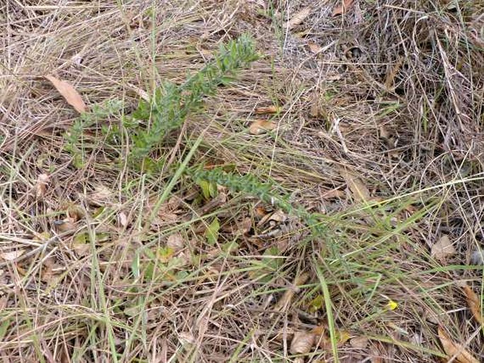 Pearsonia uniflora