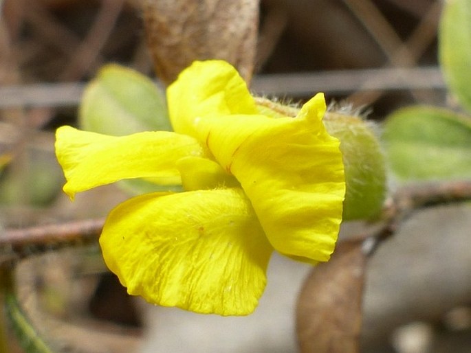 Pearsonia uniflora