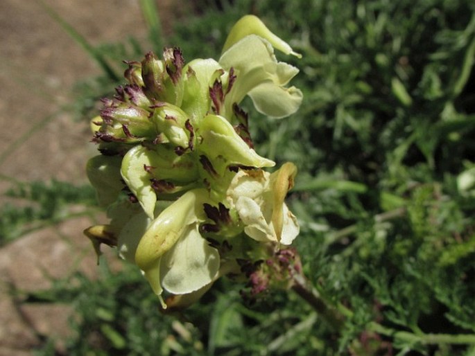 PEDICULARIS ASCENDENS Schleich. ex Gaudin – všivec