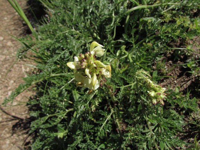 Pedicularis ascendens