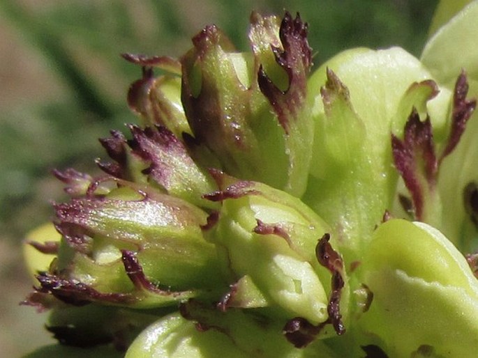 Pedicularis ascendens