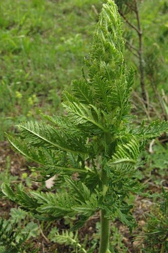 Pedicularis condensata