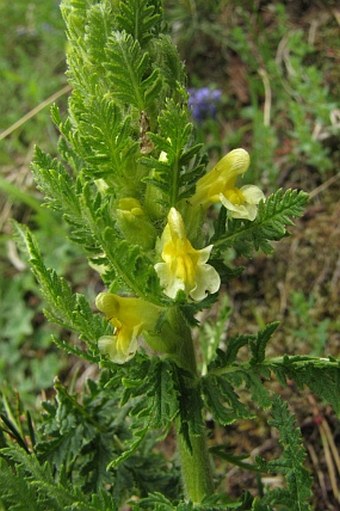 Pedicularis condensata