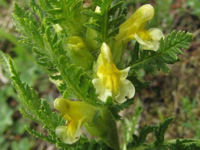 PEDICULARIS CONDENSATA M. Bieb. – všivec