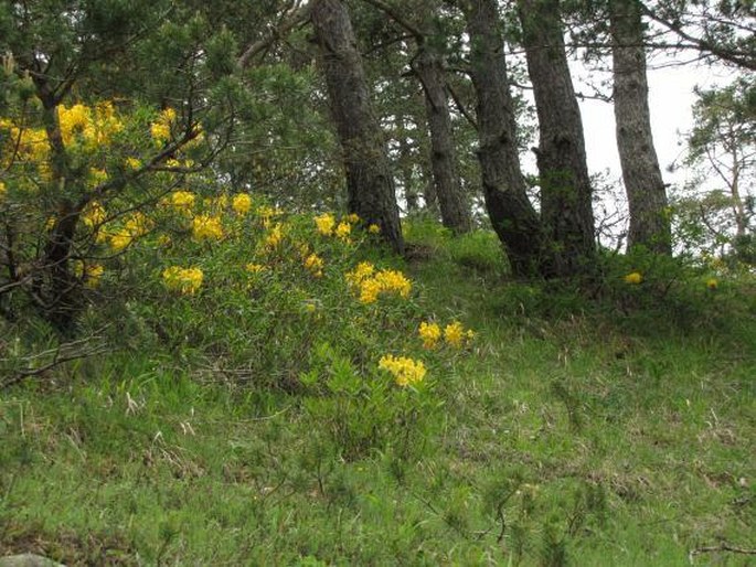 Pedicularis condensata