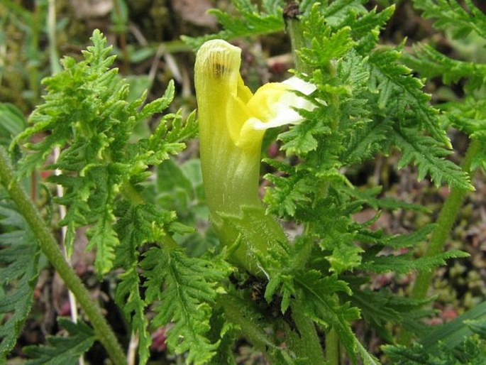 Pedicularis condensata