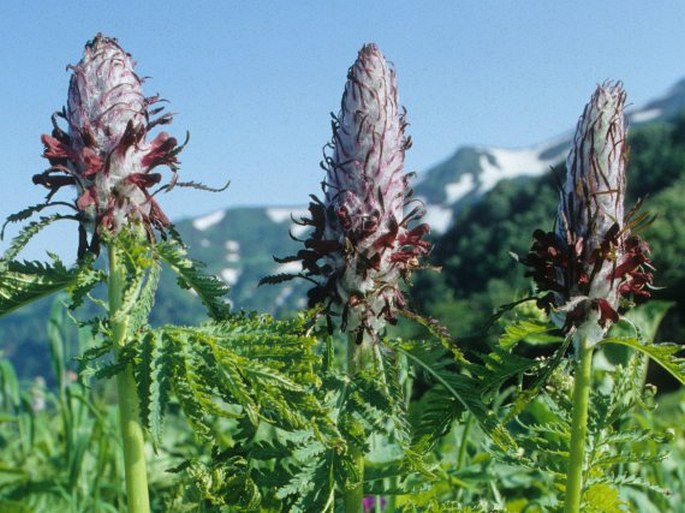 Pedicularis atropurpurea