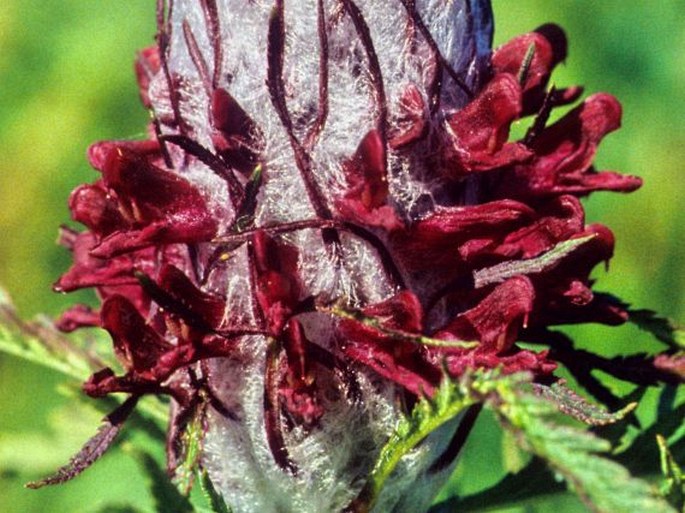 Pedicularis atropurpurea