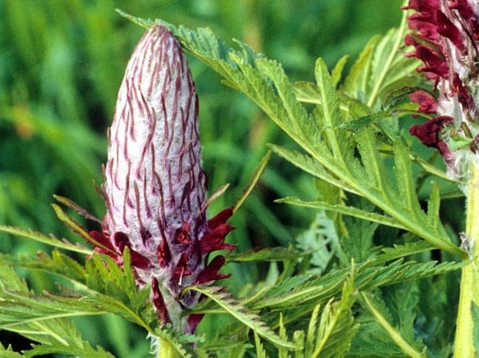 Pedicularis atropurpurea