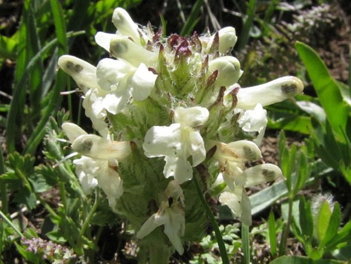 PEDICULARIS CAUCASICA M. Bieb. – všivec