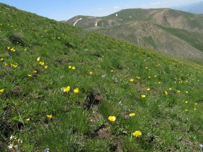 Pedicularis caucasica